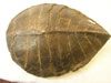 Fossilized Turtle